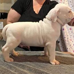 American Bully Puppies from Shooting Star Bullies