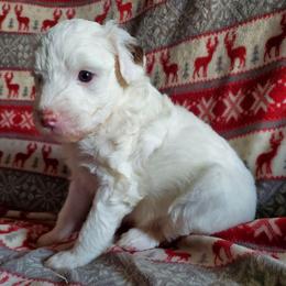Lily - White female Sheepadoodle puppy in Bellevue, Iowa from Fluffy Wonders Poms and Doodles