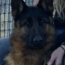 Xanadu - German Shepherd