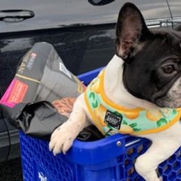 French Bulldogs from Felicia's French Bulldogs