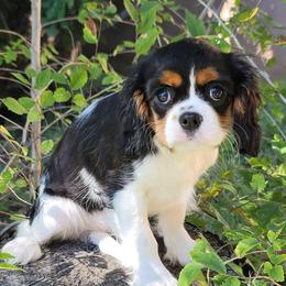 Jewel - Tri-color female Cavalier King Charles Spaniel puppy in Los Lunas, New Mexico from Kiddle's Cavaliers