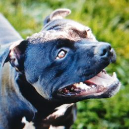 Badger - Staffordshire Bull Terrier