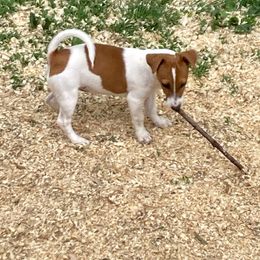 Baroness Beatrice - White and tan Russell Terrier puppy in Missouri from Royal Russells Ranch