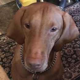 Pheonix - Vizsla