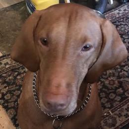 Pheonix - Vizsla