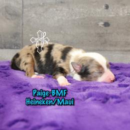 Paige - Blue merle female Miniature American Shepherd puppy in Elgin, Oregon from Cross L Miniature American Shepherds