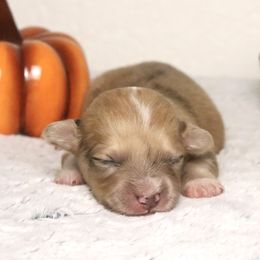Cider (Fluffy) - Sable merle and white male American Corgi puppy in Fayetteville, Arkansas from Intergalactic Corgis