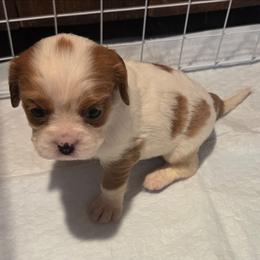 Mystic - Blenheim female Cavalier King Charles Spaniel puppy in Charity, Missouri from Missouri. Cavaliers
