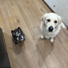 Golden Retriever Puppies from Sanctuary Ranch Goldens
