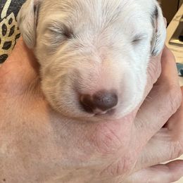 Dalmatian Puppies from Queen of Hearts Dalmatians