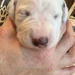 Dalmatian Puppies from Queen of Hearts Dalmatians