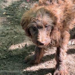 Itty Bitty - Red female Aussiedoodle puppy in Four Oaks, North Carolina from RoseWest Farms