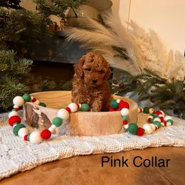 Assorted Doodle Crosses, Bordoodle, Goldendoodle, and Labradoodle Puppies from Card Family Ranch