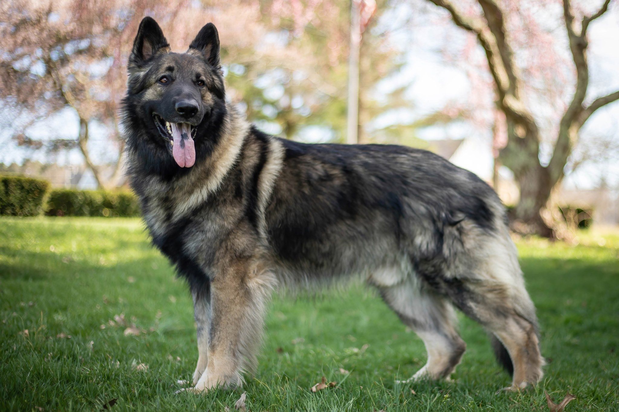 Valhalla Shilohs in New Jersey | Shiloh Shepherd puppies | Good Dog