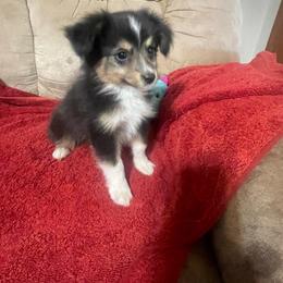 Boy L - Black tri male Toy Australian Shepherd puppy in Springfield, Missouri from Donnie's Miniature & Toy Australian Shepherds