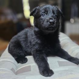 Auren - Black female German Shepherd puppy in Altoona, Florida from Blue Line Shepherds