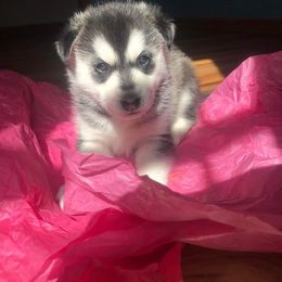 Siberian Husky Puppies from Husky Rose