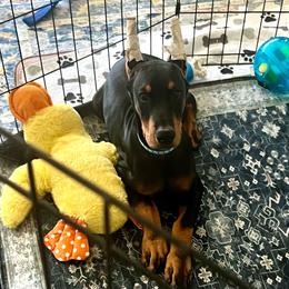 Token - Black and rust male Doberman Pinscher puppy in Indio, California from Etoile Doberman Pinschers