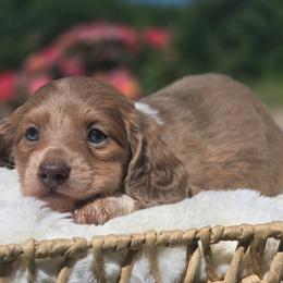 Tom - Piebald male Dachshund puppy in Mcminnville, Tennessee from Red Barn Farms Minis