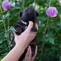 Dutch Shepherd Puppies from Oak Creek K9