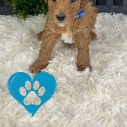 Goldendoodle Puppies from Maryland Designer Doodles