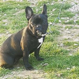 Jolie  - French Bulldog