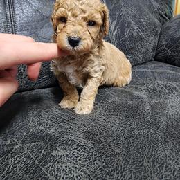 Teddy - Apricot male Poodle puppy in Plano, Texas from Dogs lovers