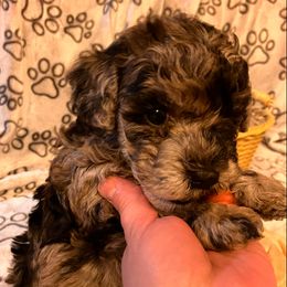 Assorted Doodle Crosses puppies from Poochon Paw