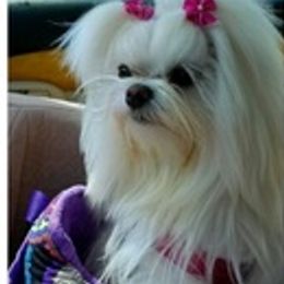Maltese from Miller's Maltese Puppies