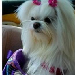 Maltese from Miller's Maltese Puppies