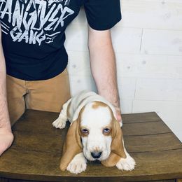 Oscar - Mahogany and white male Basset Hound puppy in Tollesboro, Kentucky from Low and Slow Bassets