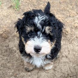 Black tri male - Tri-color male Bernedoodle puppy in Lincoln, Nebraska from GRand Doodles