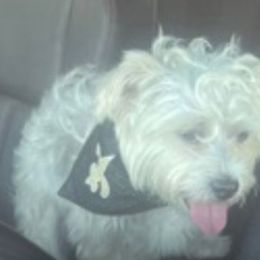 Yorkshire Terriers from Yvonka's Yorkies