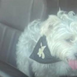 Yorkshire Terriers from Yvonka's Yorkies