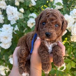 Clem - Apricot male Assorted Doodle Crosses puppy in Yuba City, California from Lucky Day Doodles