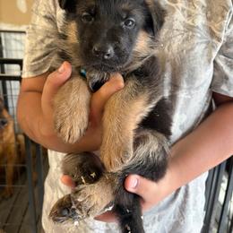 Tan collar(was light Blue Boy) - Black male German Shepherd puppy in Puyallup, Washington from Majestic Royal German Shepherd’s