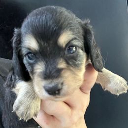 Becka Girl 2 - Blue and cream female Dachshund puppy in Bigfork, Minnesota from Dachshunds Up North