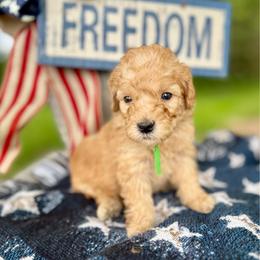 Green - Red  male Goldendoodle puppy in Hesperia, Michigan from Red Acres Poodles & Doodles