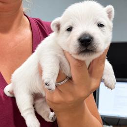 Girl 5 - White female West Highland White Terrier puppy in Mcneal, Arizona from Olympian Westie’s!
