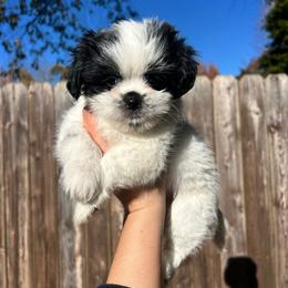 Casper - Black and white male Shih Tzu puppy in East Haven, Connecticut from Adam & Eve Pups CT