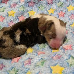 Red Merle 1 - Red merle male Miniature Australian Shepherd puppy in Spirit Lake, Idaho from Gemstone Ridge Mini Aussies