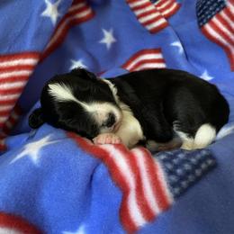 Border Collie Puppies from Bold North Border Collies