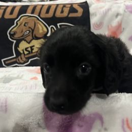 Bronx ( sm blk ) - Black male Dachshund puppy in Wesley Chapel, Florida from Russell Lee Overton