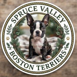 Boy 3 - Brindle and white male Boston Terrier puppy in St. Agatha, Maine from Spruce Valley Miniature Dachshunds & Boston Terriers
