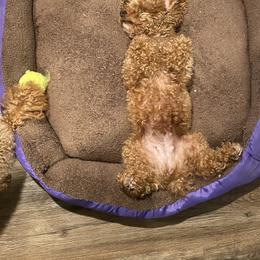 Poodle Puppies from Alstartoypoodle