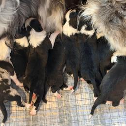 Three - Black and white male Border Collie puppy in Lakeview, Michigan from Haven Creek Farm