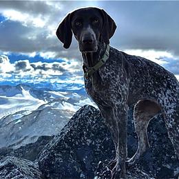 German Shorthaired Pointer All Grown Up from Holding Hands Farm