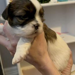 Willow - Brindle and white female Shih Tzu puppy in Centerton, Arkansas from Hernandez Family Shih Tzus