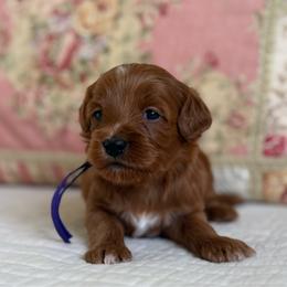 Marilla - Red female Cavapoo puppy in Beckley, West Virginia from By Design Doodles