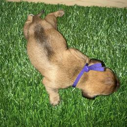 Purple Boy - Wild  boar and tan male Dachshund puppy in Apopka, Florida from The HotDog Stand